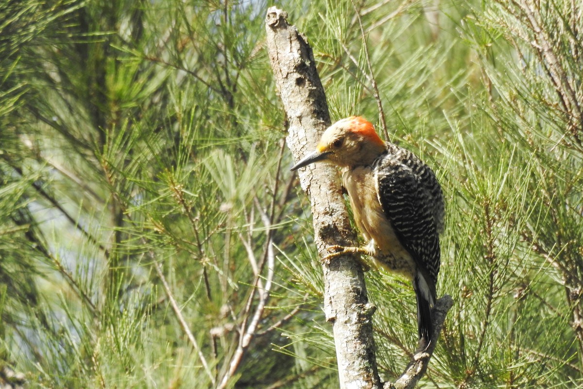 Golden-fronted Woodpecker - ML620916262