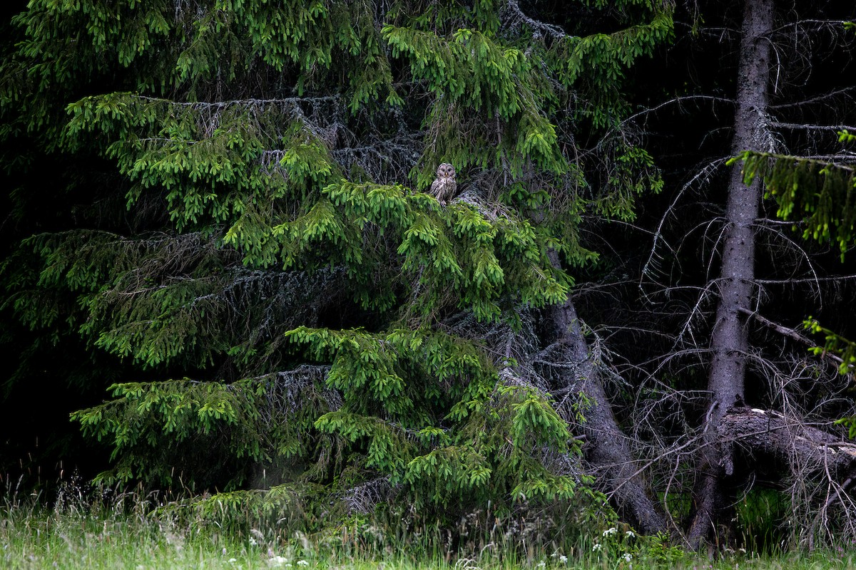 Ural Owl - Honza Grünwald
