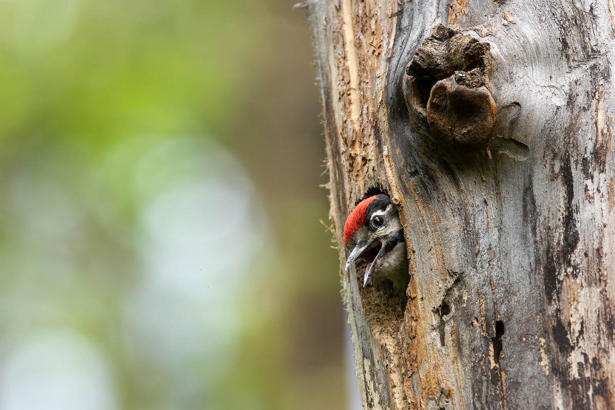 Great Spotted Woodpecker - ML620916316
