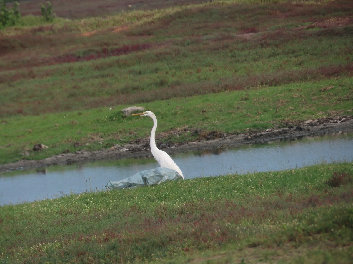 Great Egret - ML620916370