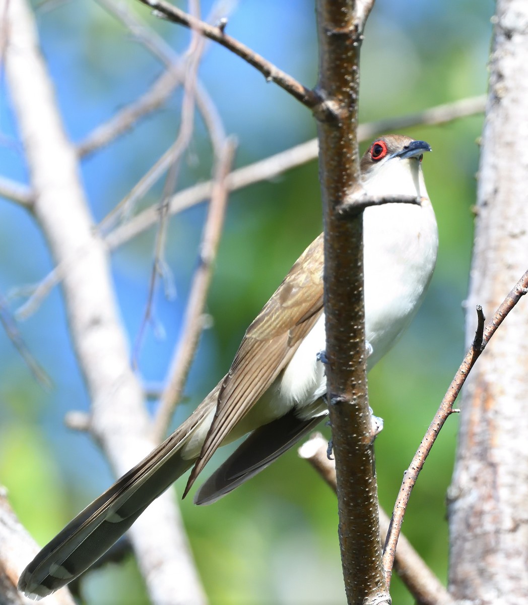 Black-billed Cuckoo - ML620916376