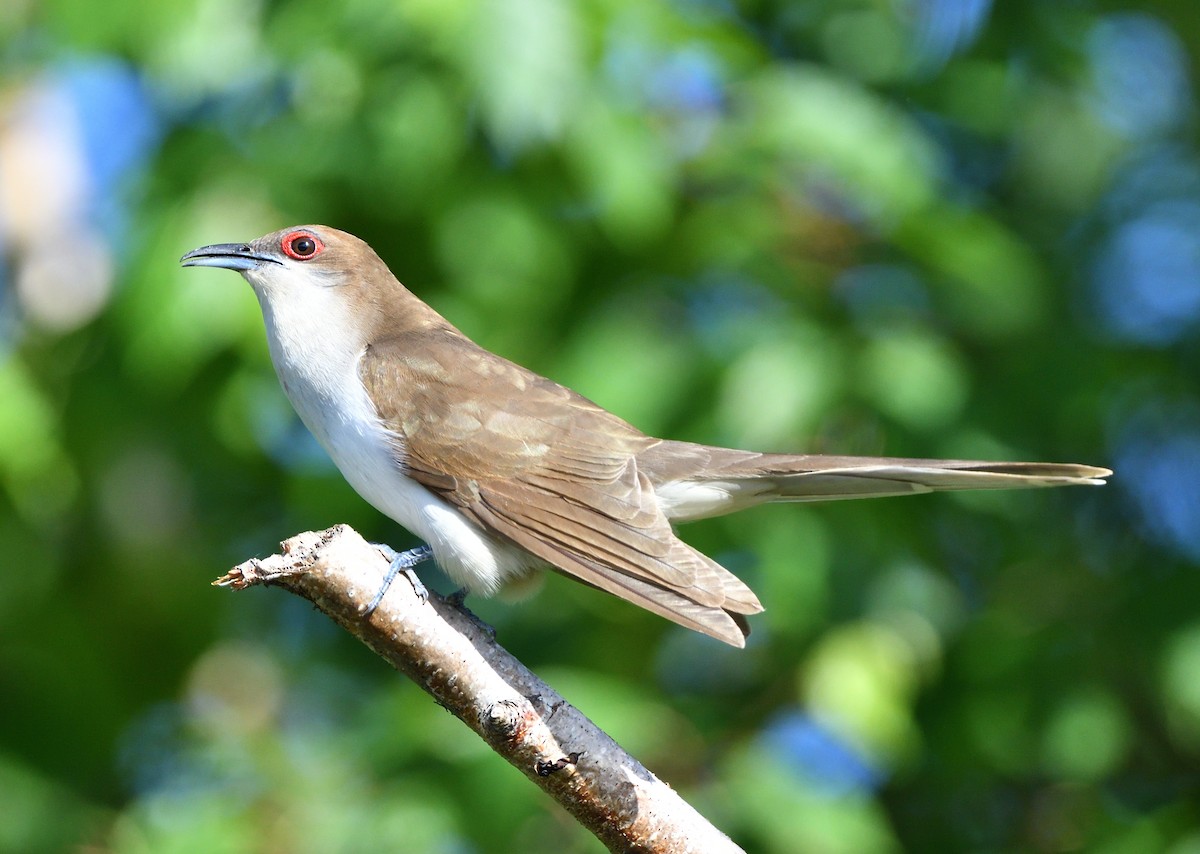 Black-billed Cuckoo - ML620916377