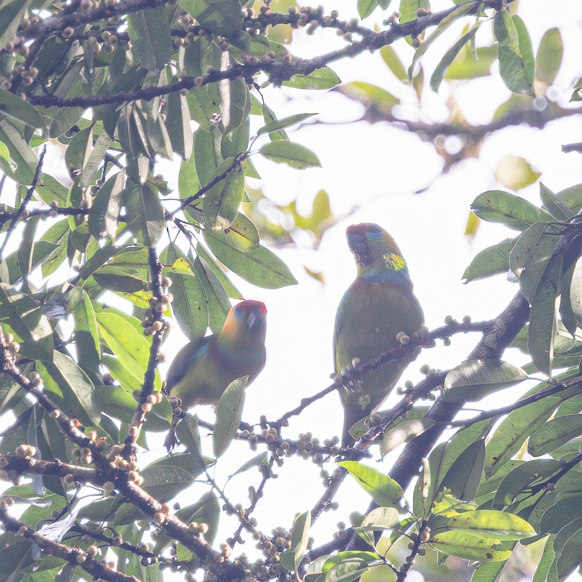 Large Fig-Parrot - ML620916419