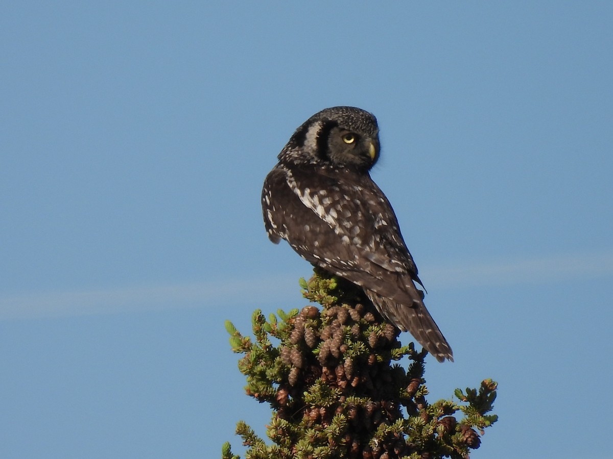 Northern Hawk Owl - ML620916494