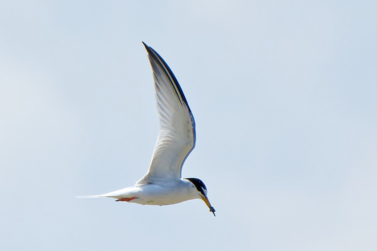 Little Tern - leon berthou