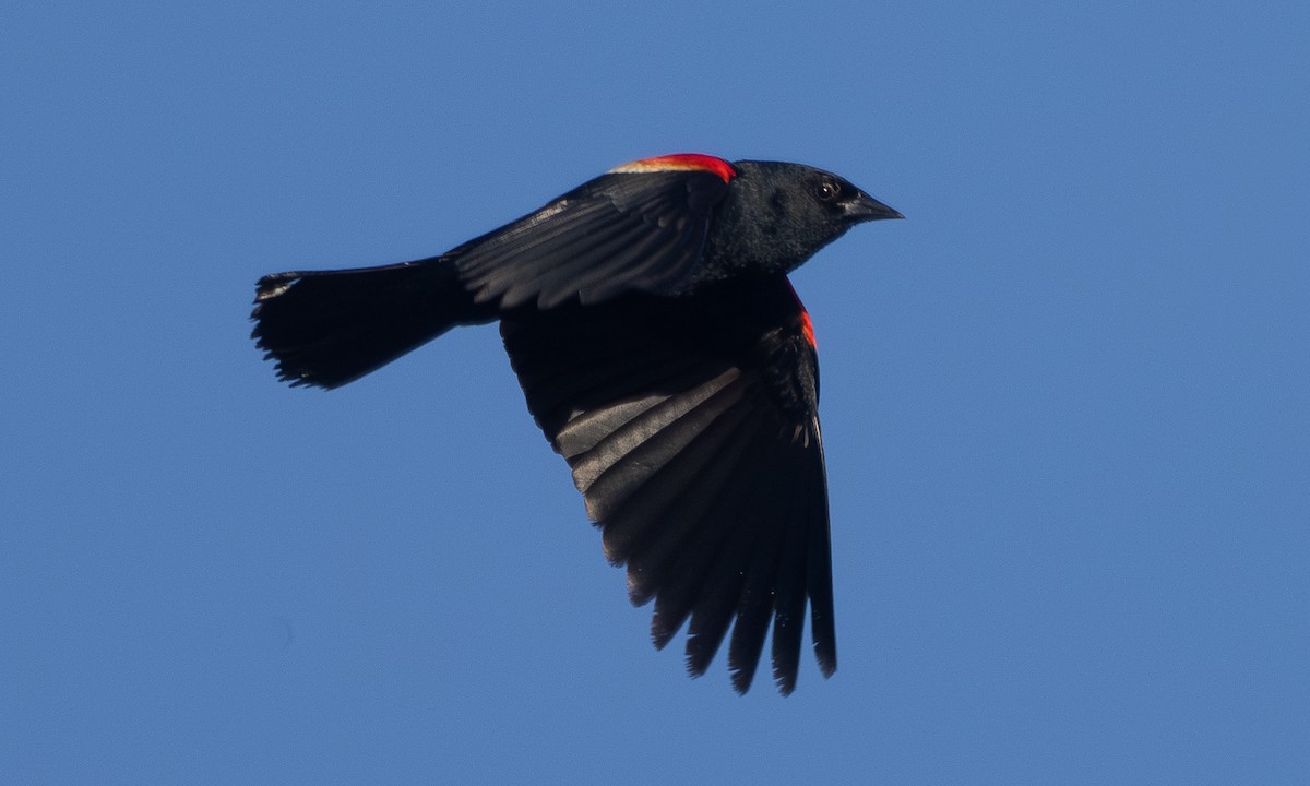 Red-winged Blackbird (Red-winged) - ML620916527