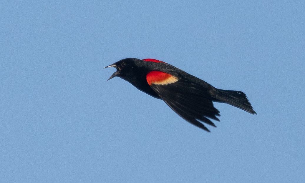 Red-winged Blackbird (Red-winged) - ML620916528