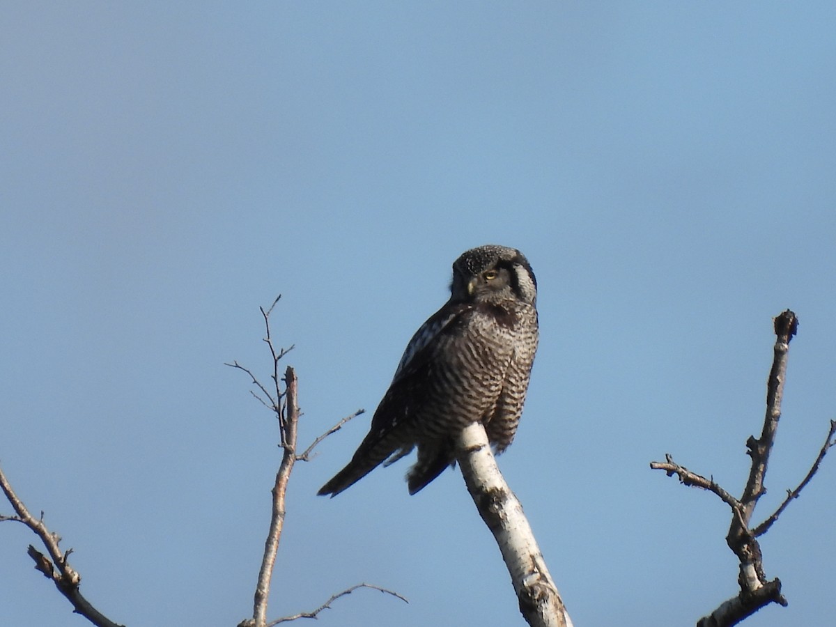 Northern Hawk Owl - debra sweeney