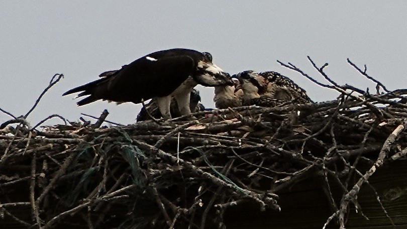 Osprey - ML620916575