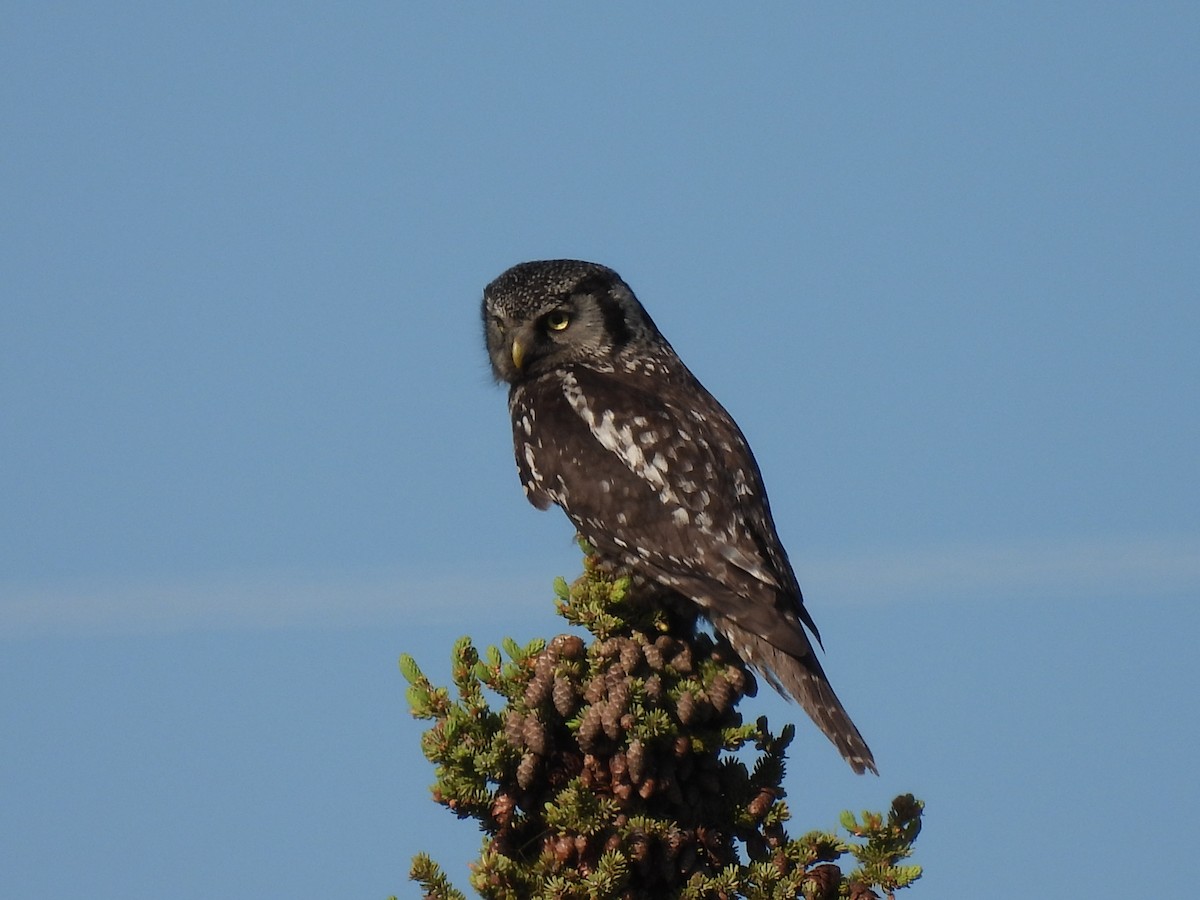 Northern Hawk Owl - ML620916596