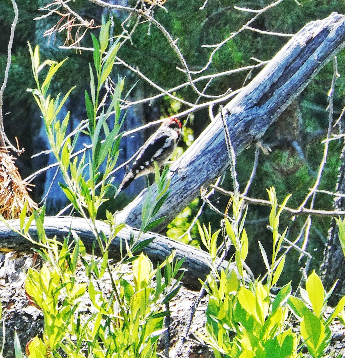 Red-naped x Red-breasted Sapsucker (hybrid) - ML620916599