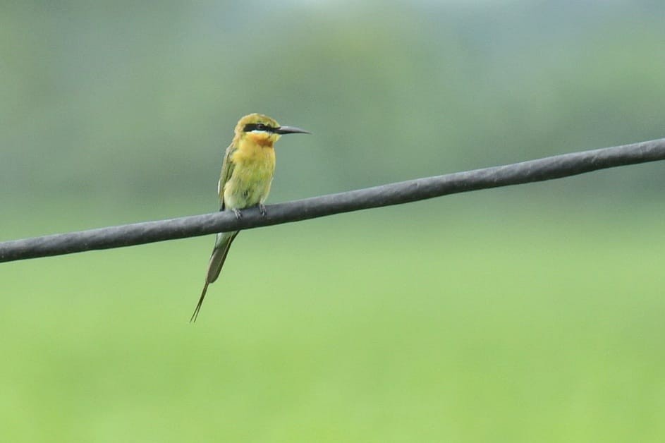 Blue-tailed Bee-eater - ML620916600