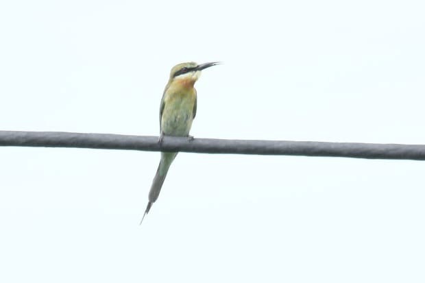Blue-tailed Bee-eater - ML620916601