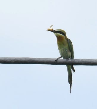 Blue-tailed Bee-eater - ML620916602
