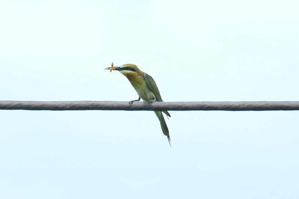 Blue-tailed Bee-eater - ML620916604