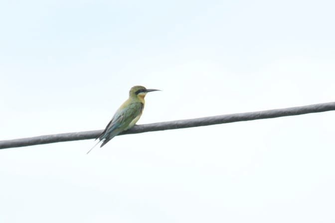 Blue-tailed Bee-eater - ML620916605