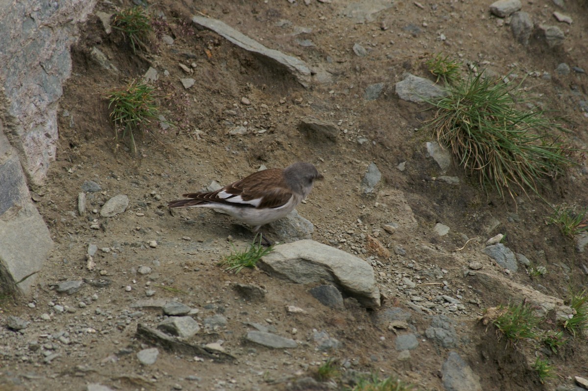 White-winged Snowfinch - ML620916613