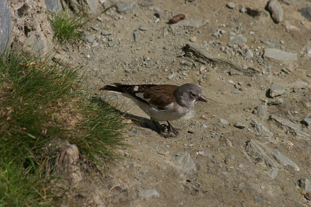 White-winged Snowfinch - ML620916614