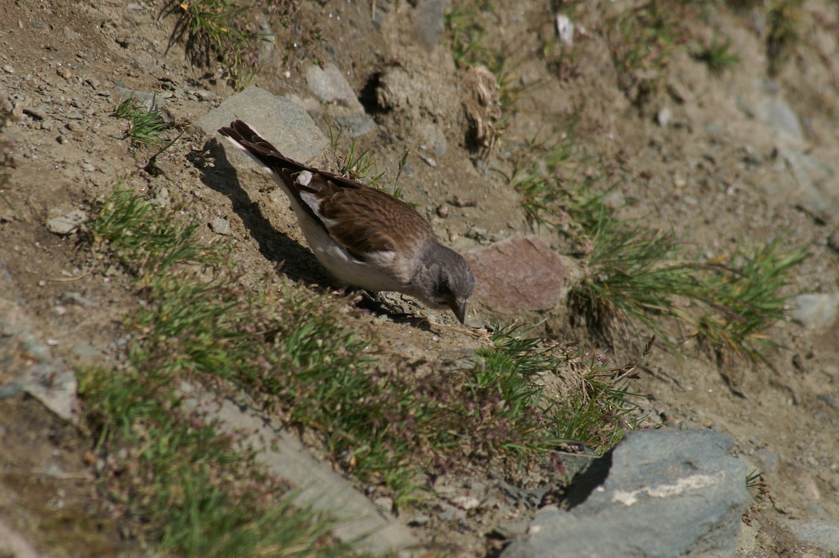 White-winged Snowfinch - ML620916615