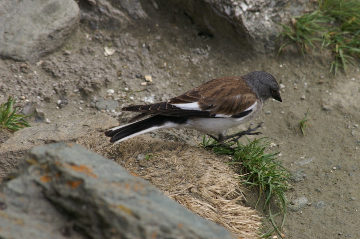 White-winged Snowfinch - ML620916617