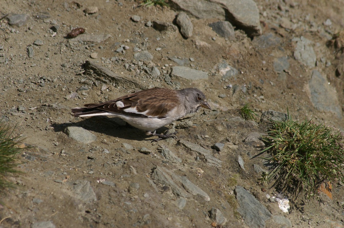 White-winged Snowfinch - ML620916618