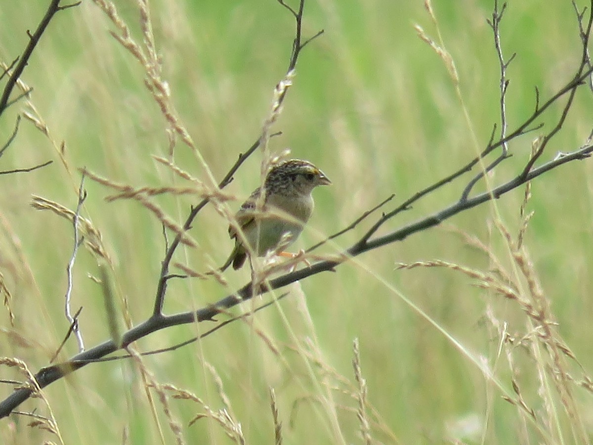 Henslow's Sparrow - ML620916619