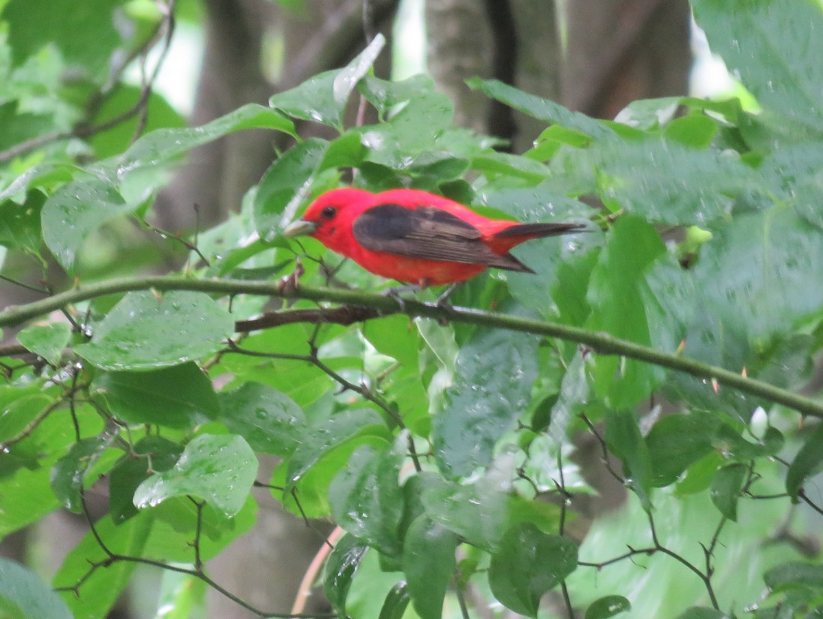 Scarlet Tanager - ML620916635