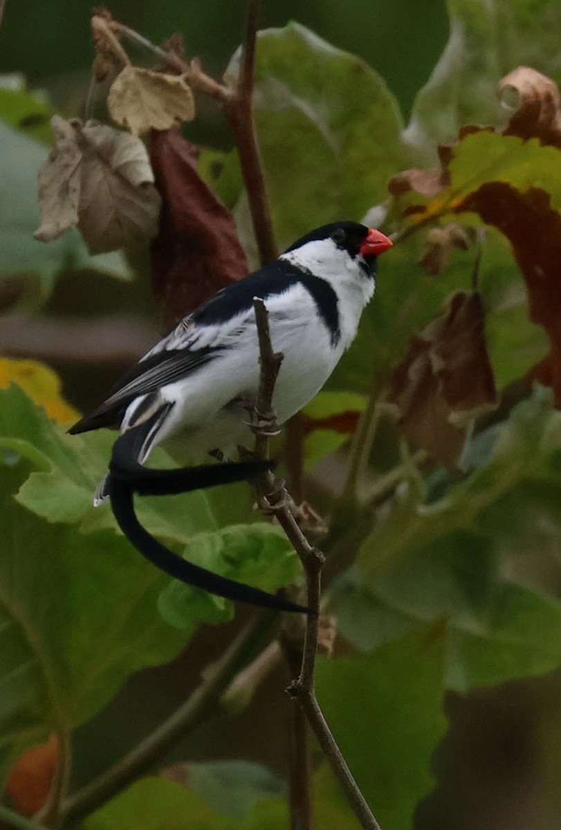 Pin-tailed Whydah - ML620916646