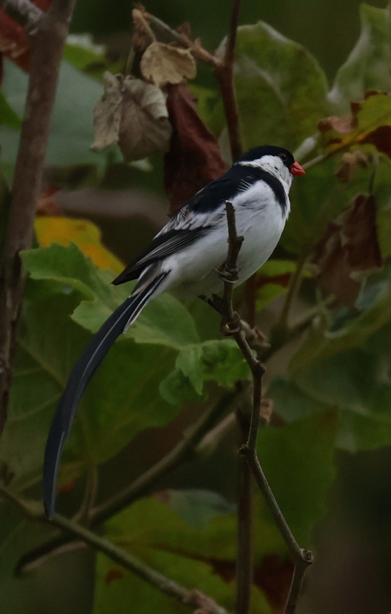 Pin-tailed Whydah - ML620916647