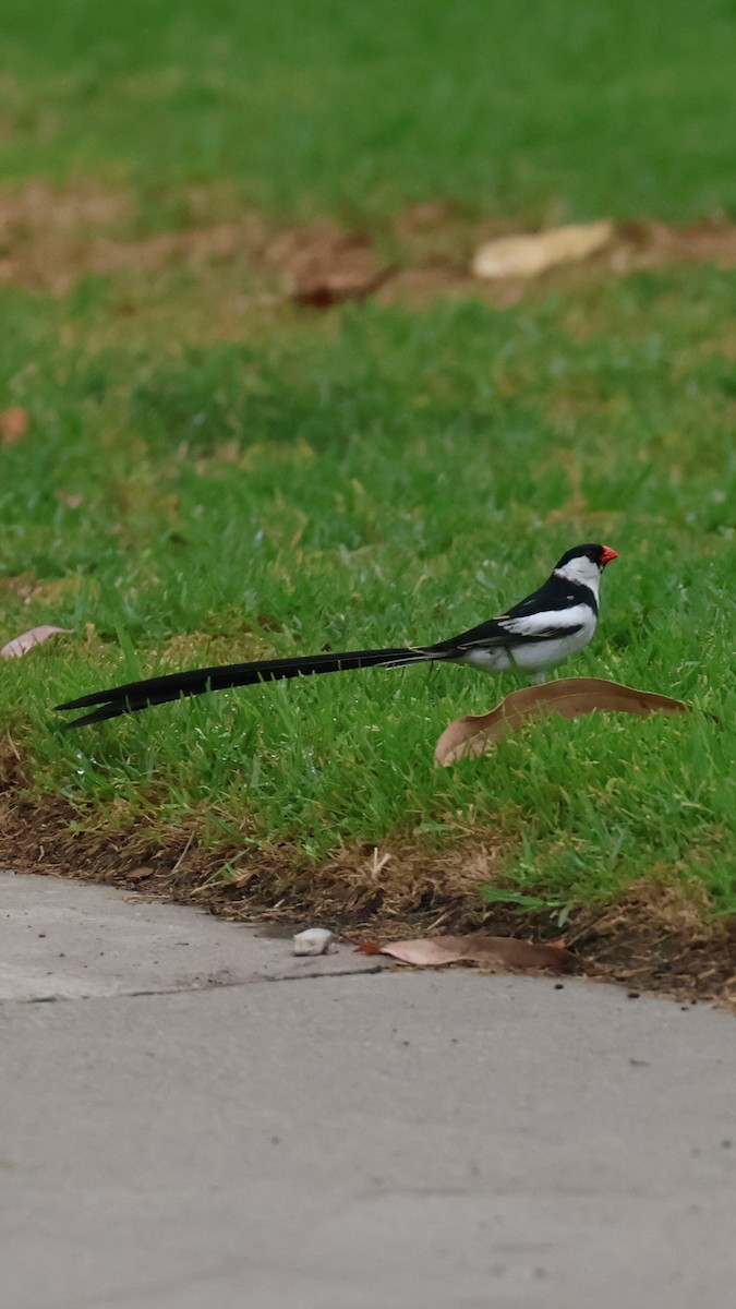 Pin-tailed Whydah - ML620916648