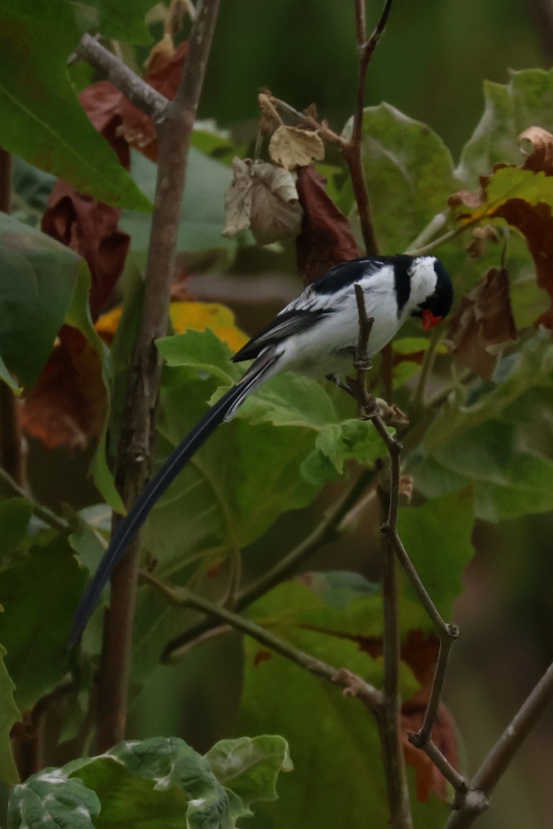Pin-tailed Whydah - ML620916649