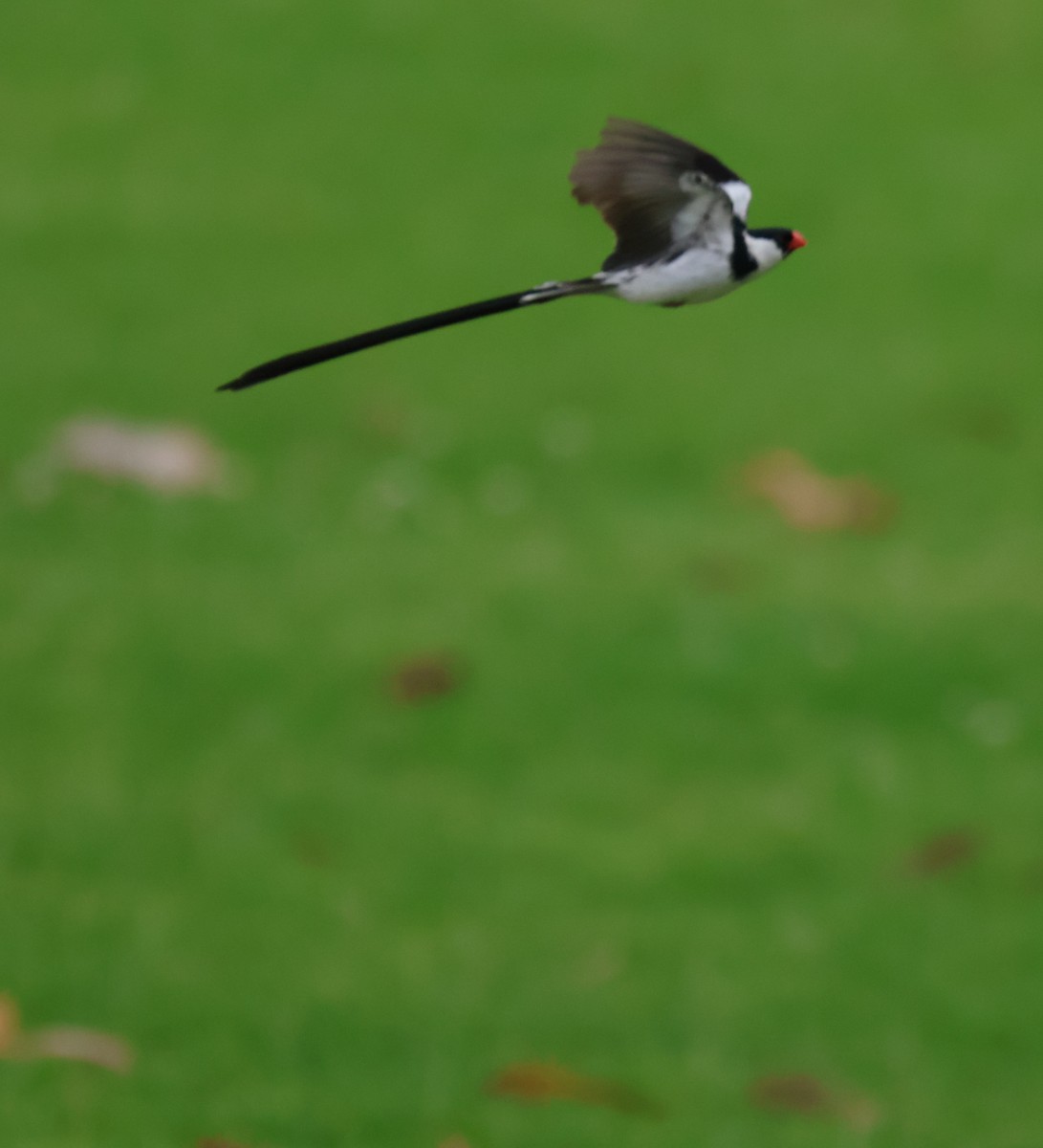 Pin-tailed Whydah - ML620916650