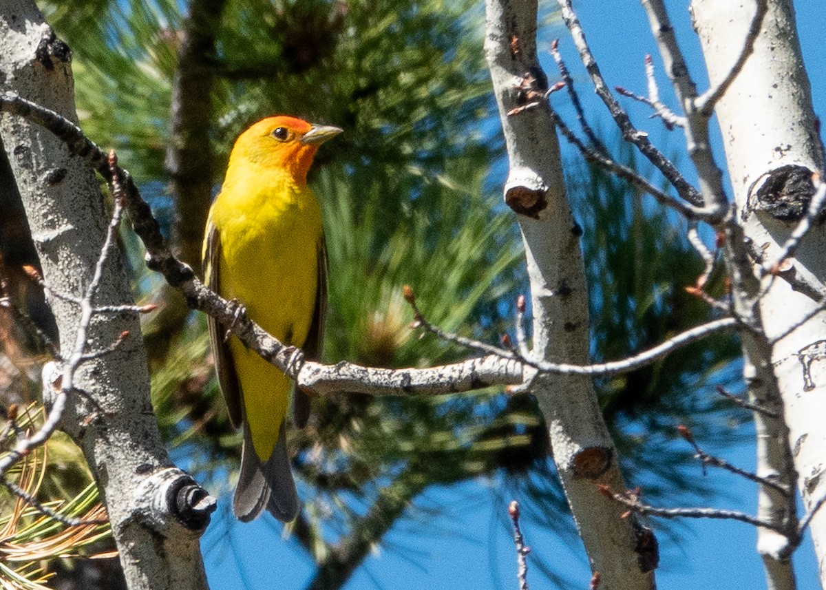 Western Tanager - ML620916651