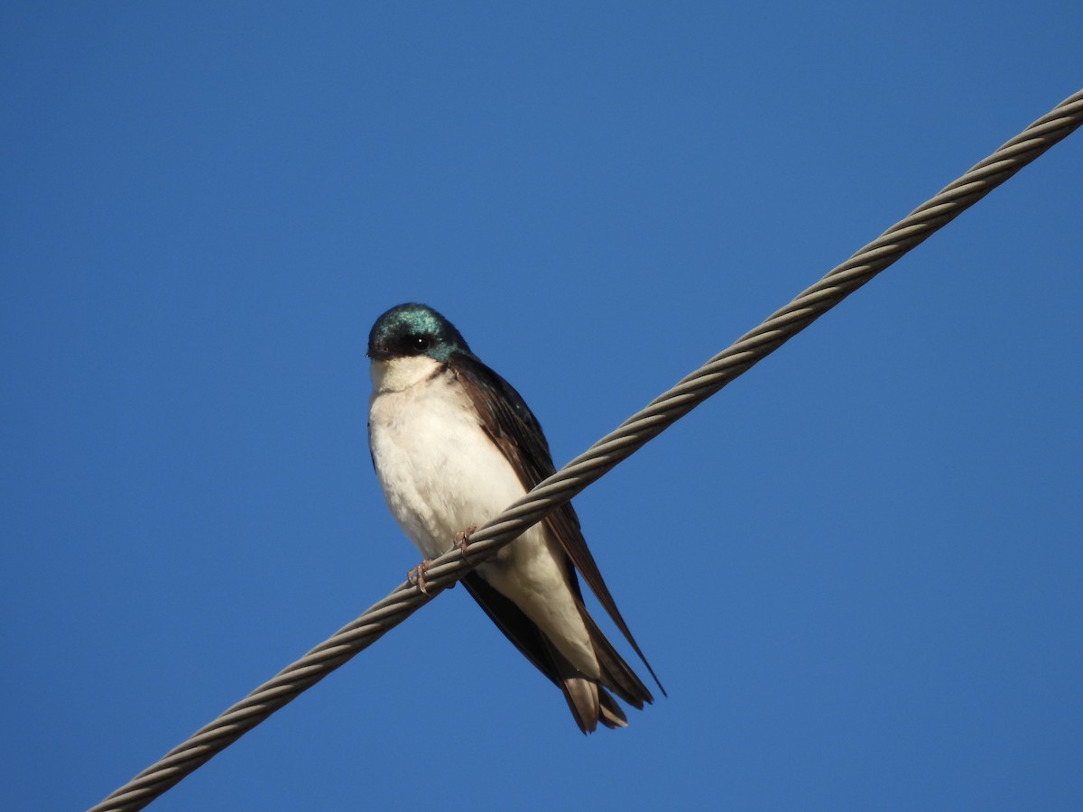 Barn Swallow (American) - ML620916655