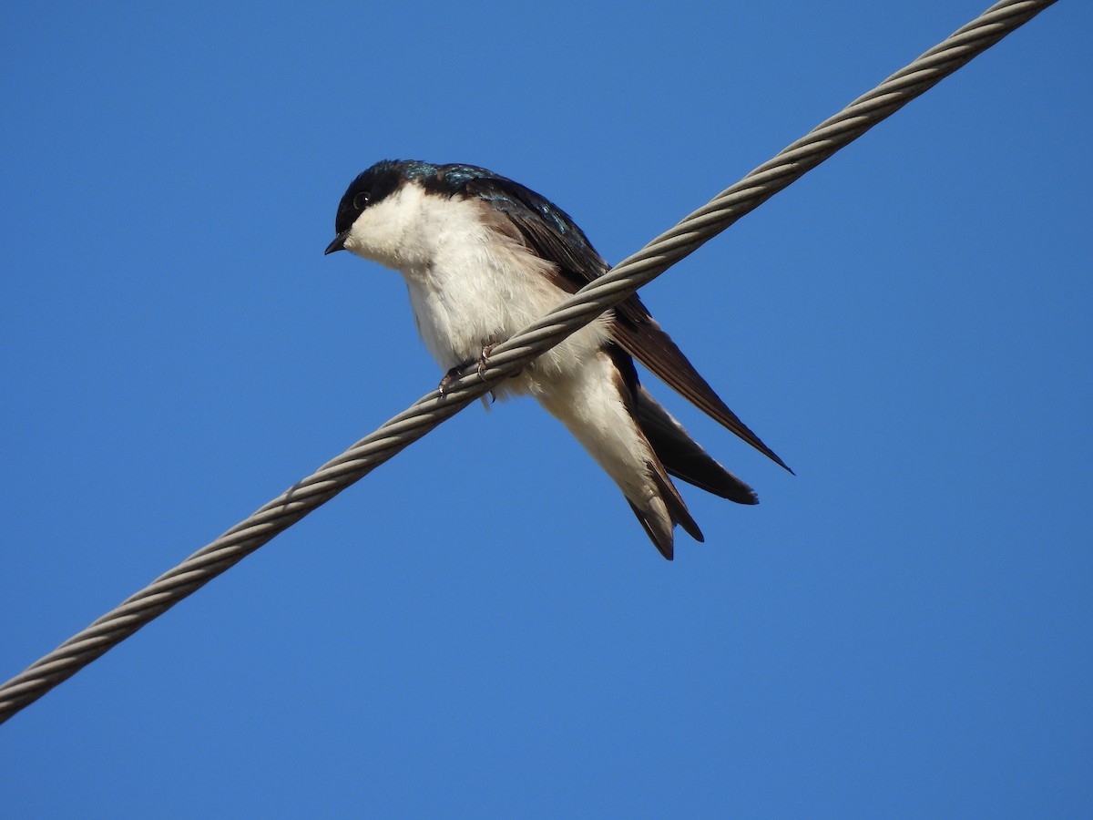 Barn Swallow (American) - ML620916656
