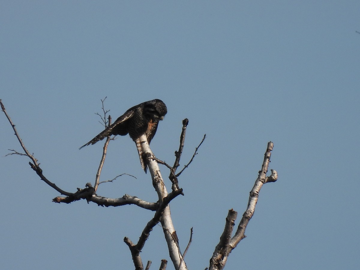Northern Hawk Owl - ML620916673