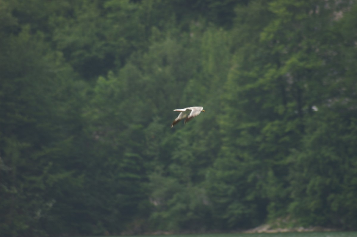 Yellow-legged Gull - ML620916684