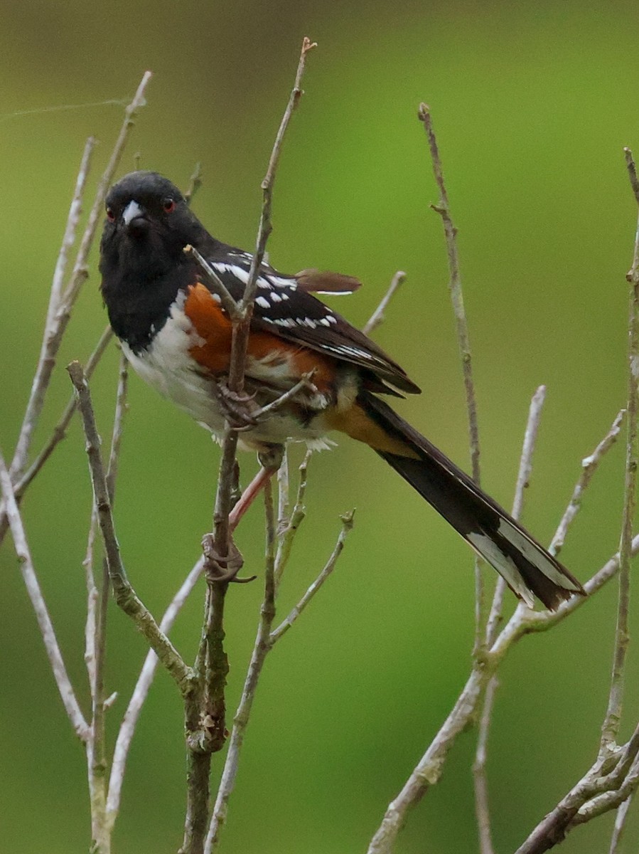 Spotted Towhee - ML620916693