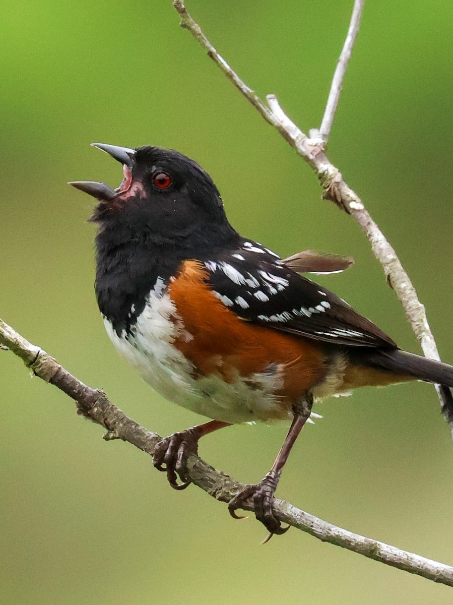 Spotted Towhee - ML620916694