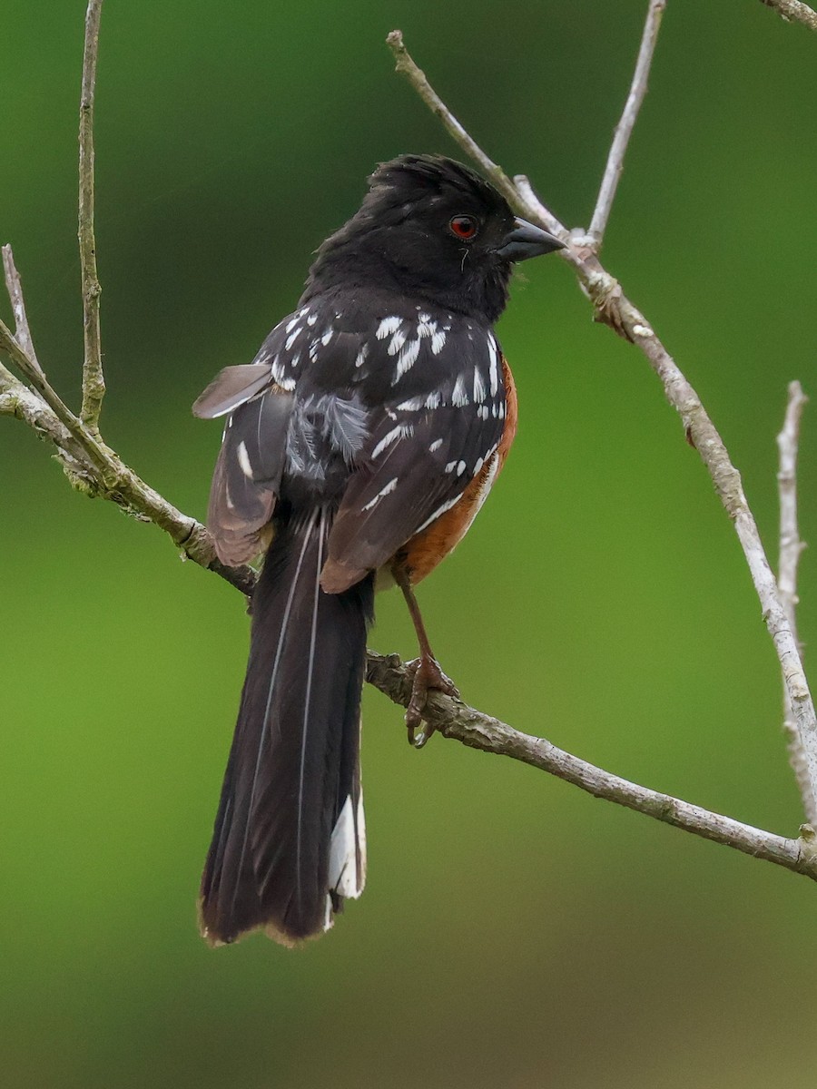 Spotted Towhee - ML620916695
