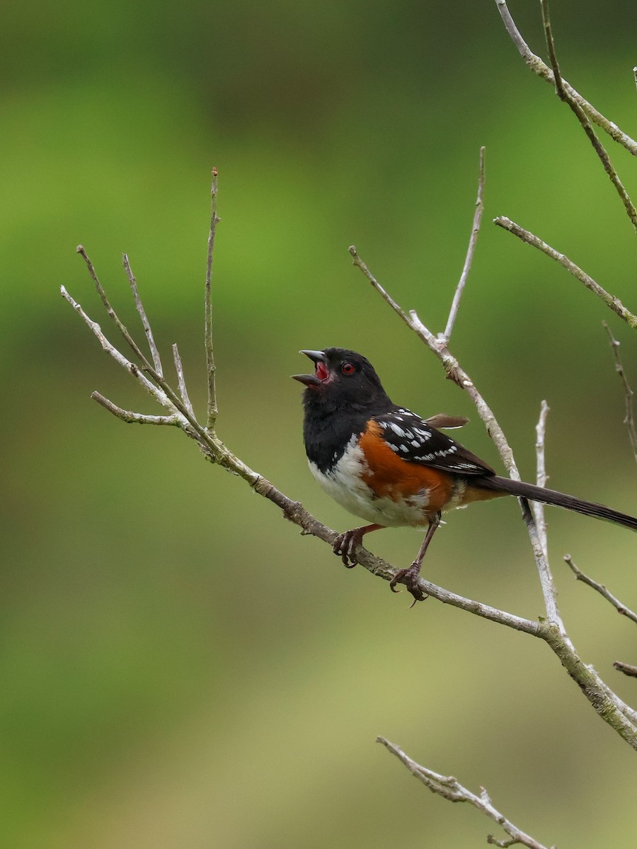 Spotted Towhee - ML620916696
