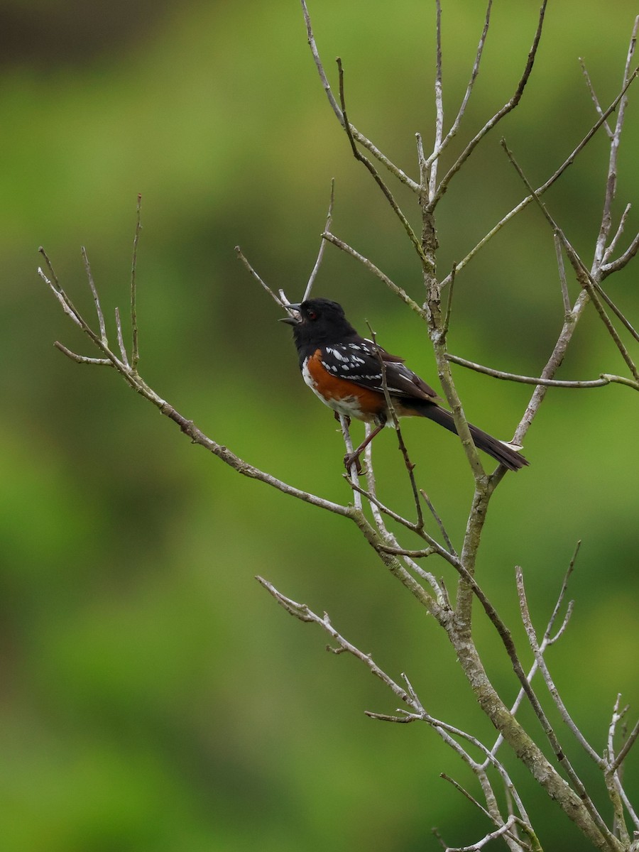Spotted Towhee - ML620916697