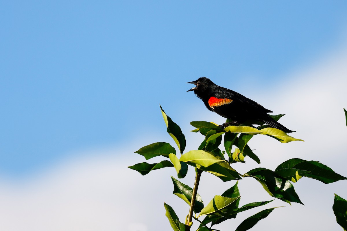 Red-winged Blackbird - ML620916732