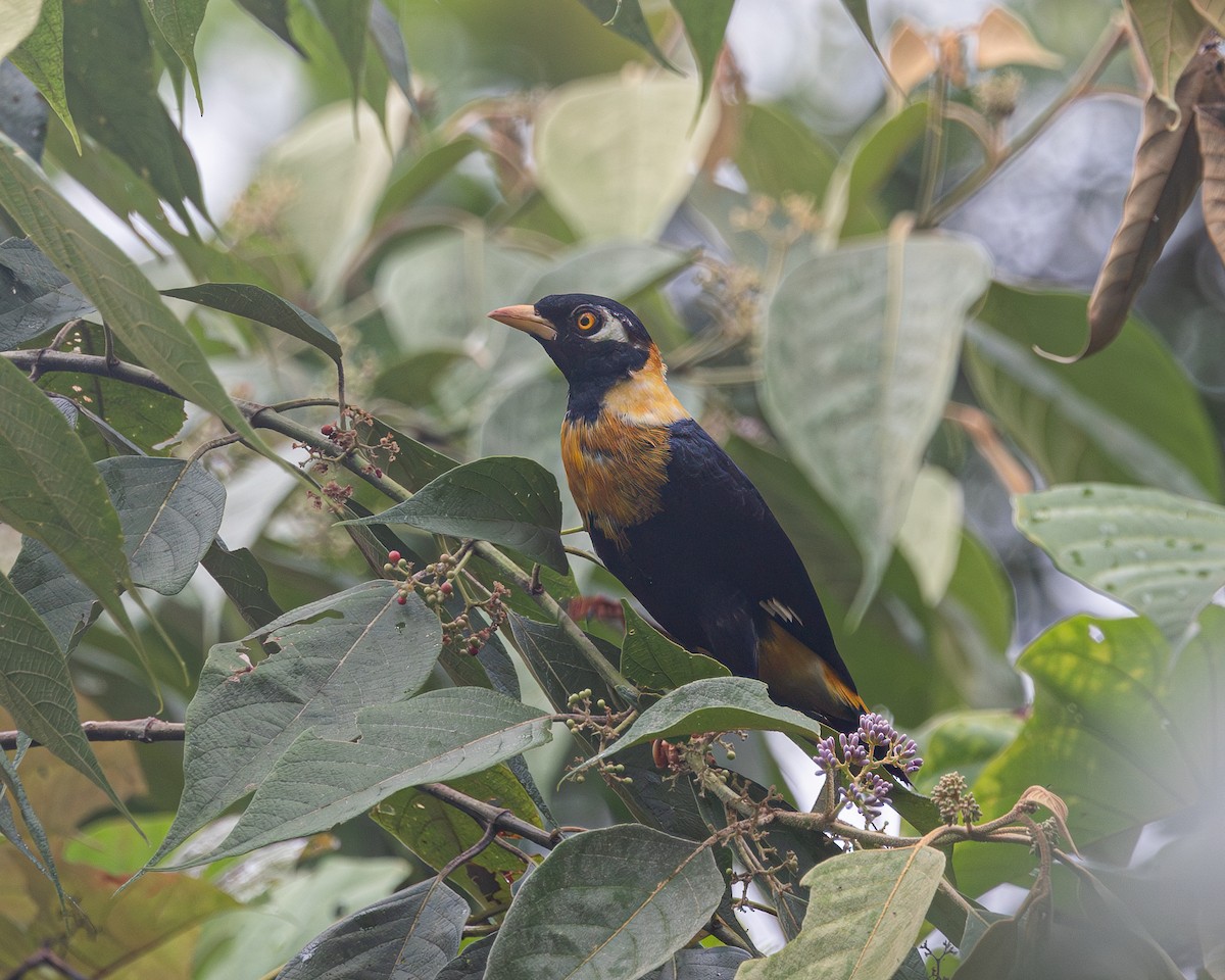 Golden Myna - ML620916785