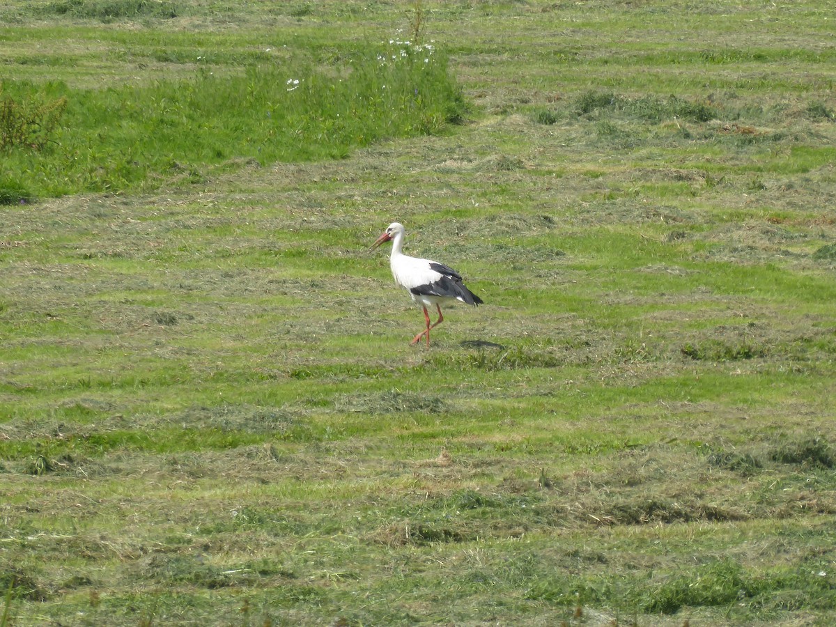 White Stork - ML620916807