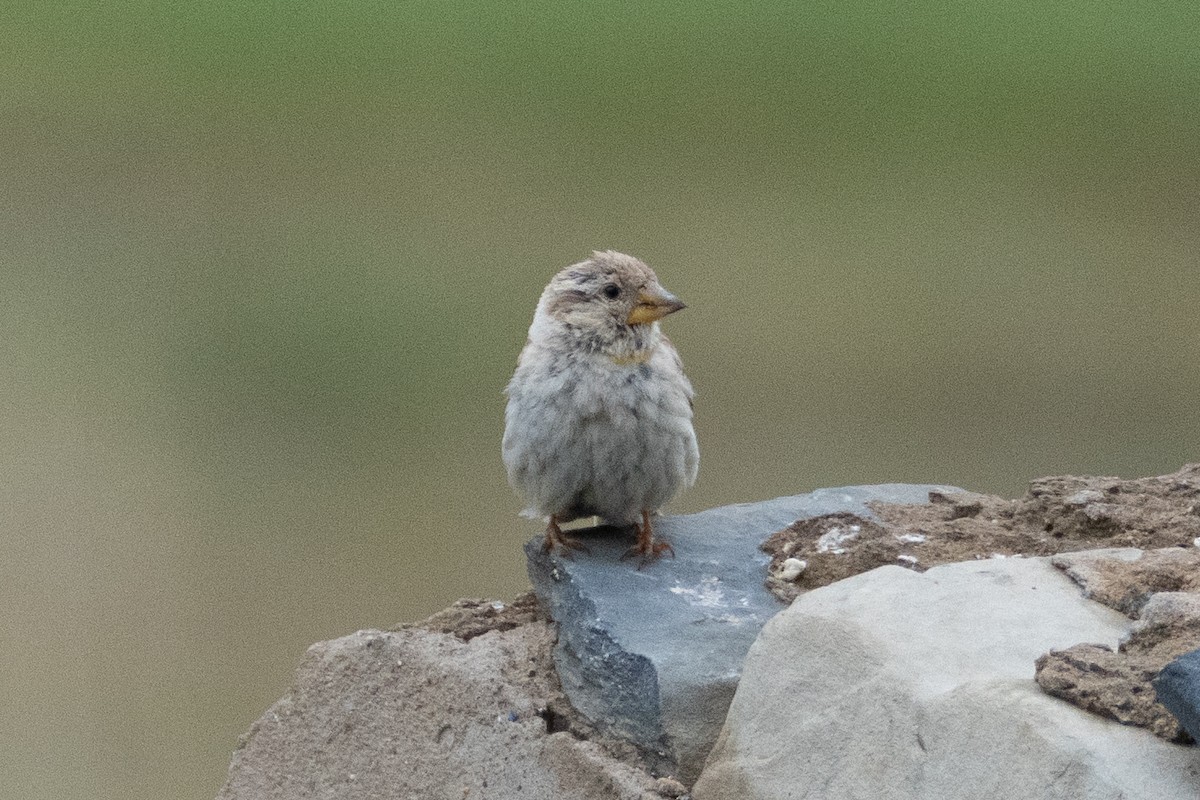 Rock Sparrow - ML620916814