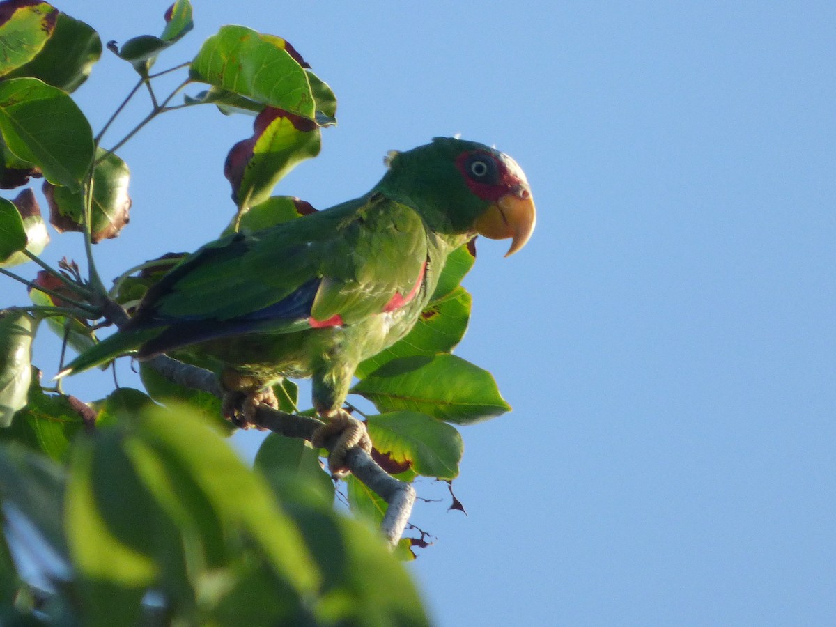 White-fronted Parrot - ML620916818