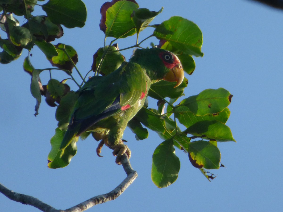 White-fronted Parrot - ML620916819