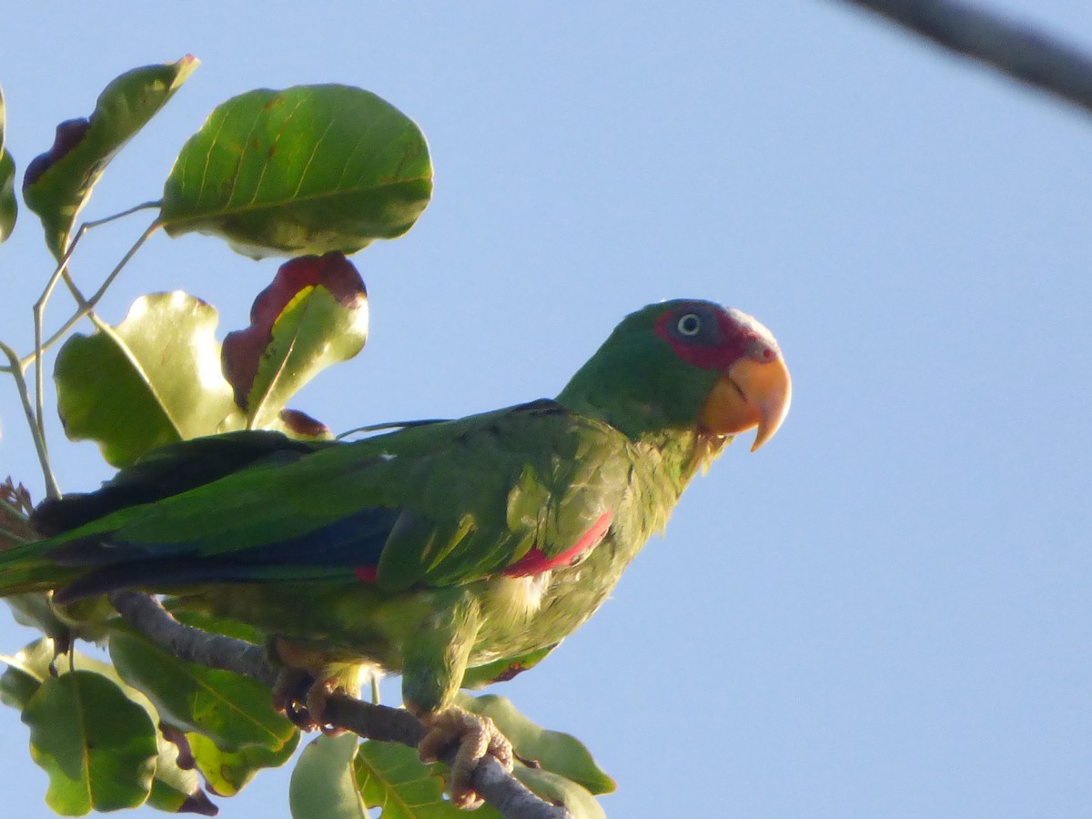 White-fronted Parrot - ML620916820