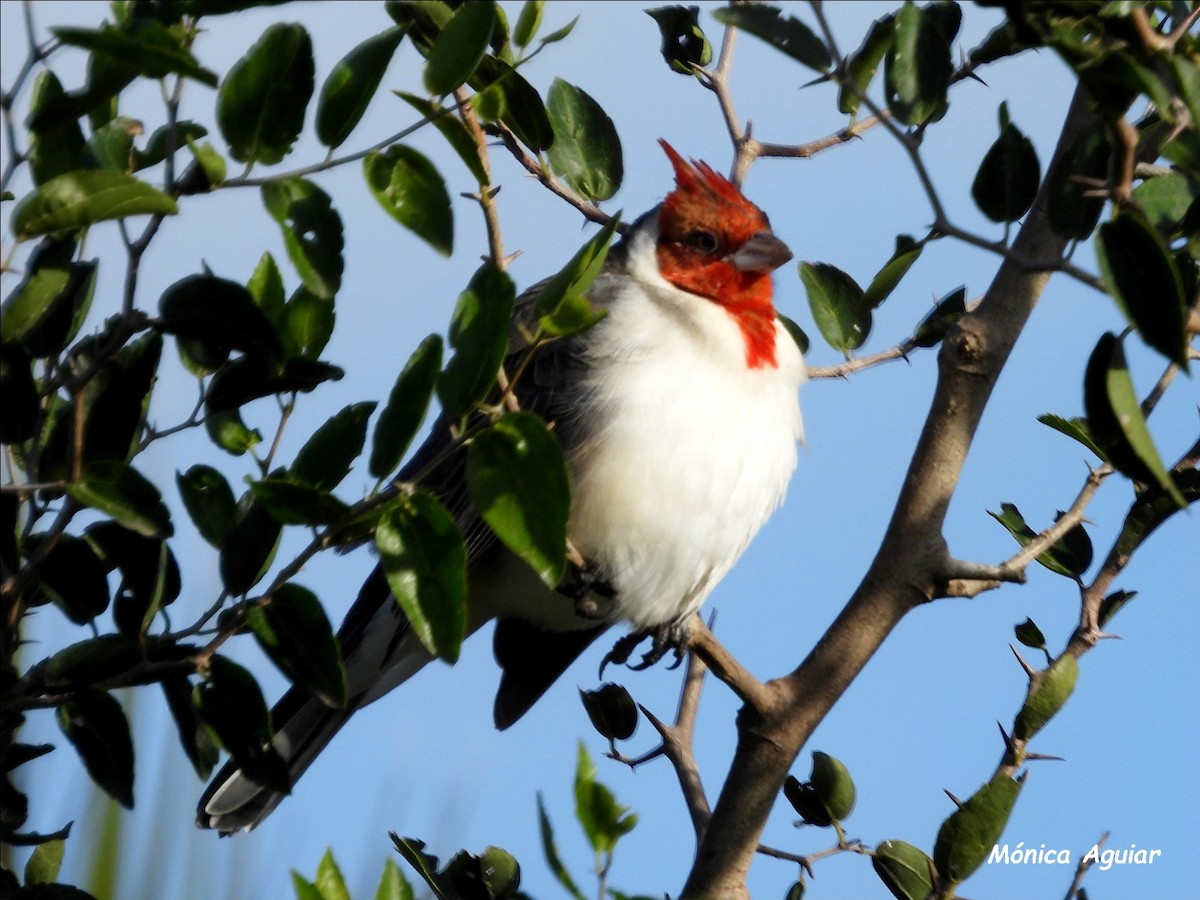 Red-crested Cardinal - Mónica Aguiar